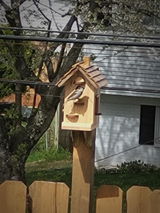 Birdhouse success review photo