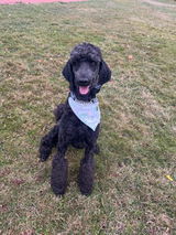 Grace review photo