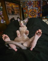 User picture