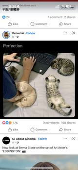 Lalacat review photo