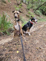 tracey W. review photo