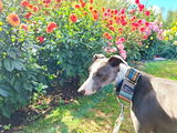 Rodders review photo