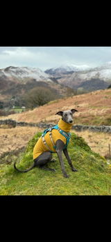 Wilf w. review photo