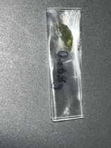 Octavia review photo