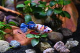 Rob review photo