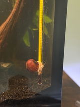 EG review photo
