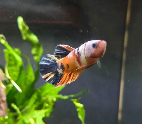 AB17 WYSIWYG Premium Koi Nemo Galaxy Male Plakat Betta Fish