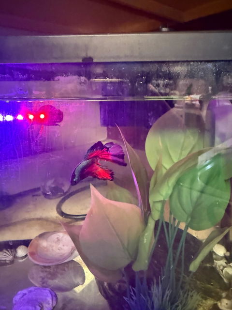 H34 WYSIWYG Premium Halfmoon Betta Fish