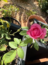 Rosemarie S. Tarampi review photo