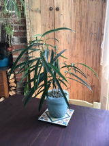 Bridgette review photo