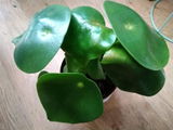 Antonette review photo