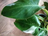 Antonette review photo