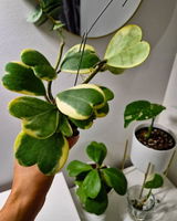 Piper review photo