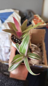 Jerrold review photo