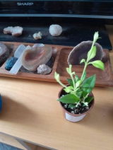 Lind--- review photo