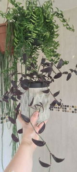 Delta review photo