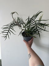 Victoria review photo
