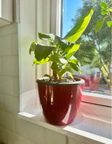 Devan review photo
