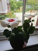 Sofy review photo