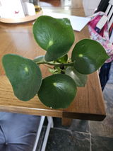 Sofy review photo