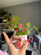 Evalyn review photo