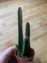 Steven review photo