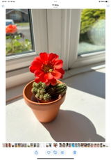 Ruth review photo