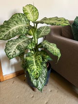 Shrestha review photo