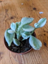Lorna review photo
