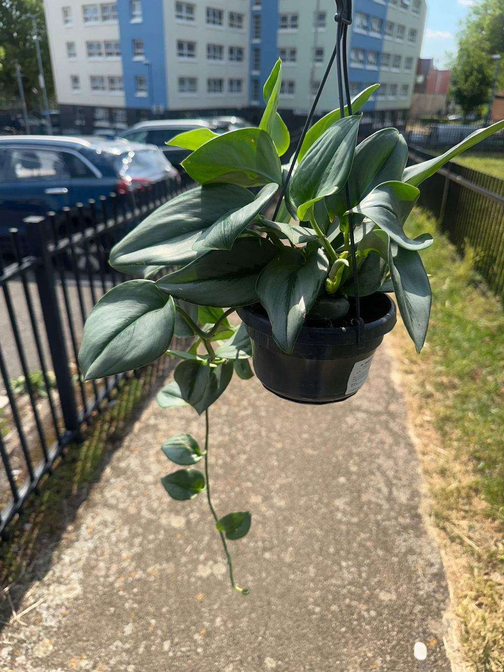 Sprouts of Bristol