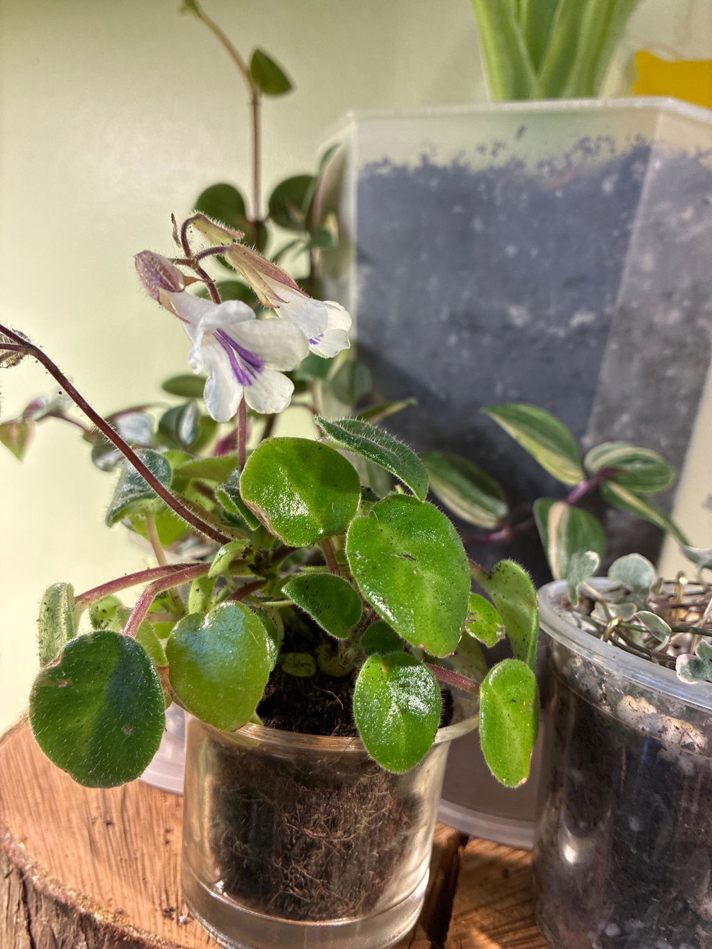 Primulina tamiana – Miniature Violet - Welsh Grown