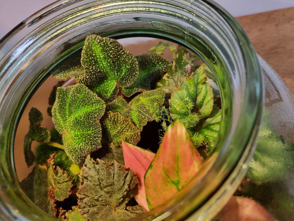 Begonia solimutata - Welsh Grown
