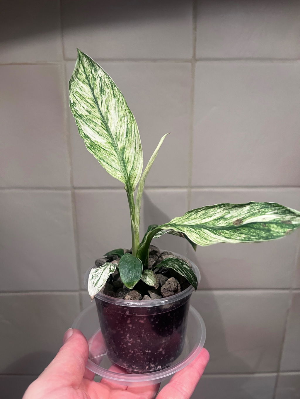 Spathiphyllum ‘Sensation Variegated’ – Variegated Peace Lily
