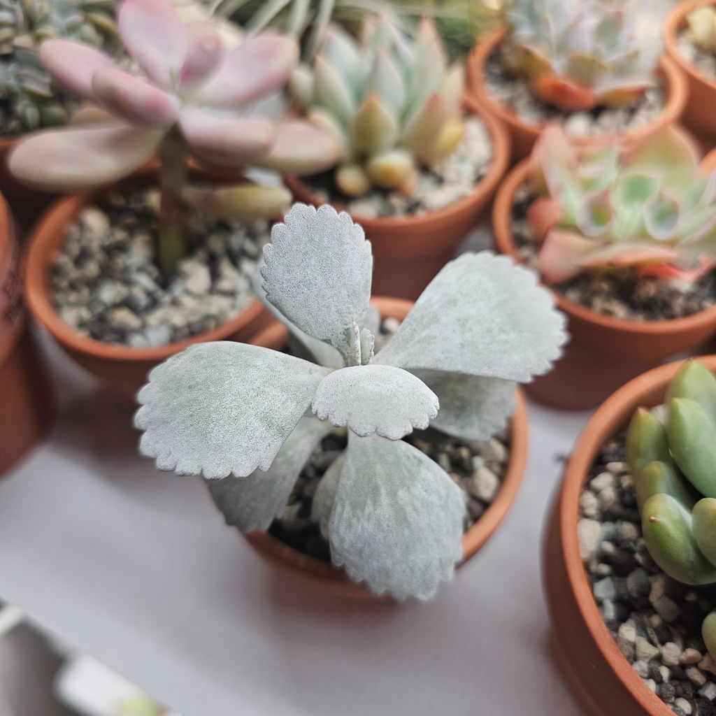 Kalanchoe pumila - Flower Dust Plant - Welsh Grown