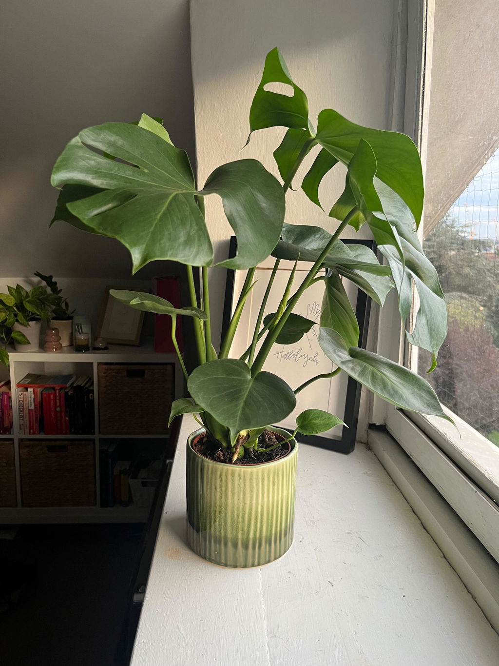 Monstera deliciosa - Swiss Cheese Plant