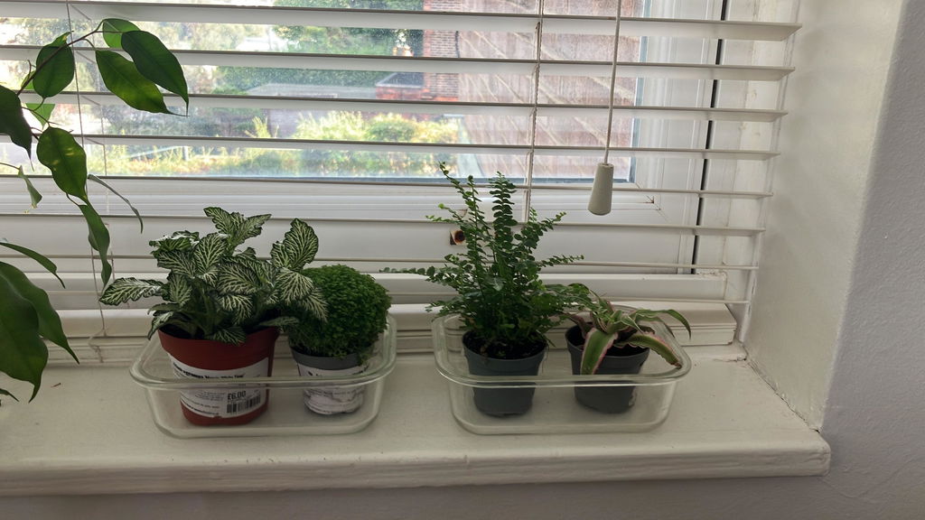 Sprouts of Bristol