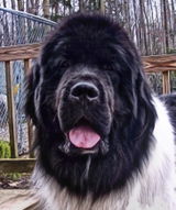 Bearbrook Newfoundlands review photo