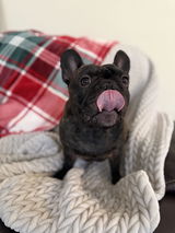 Frenchie Mom review photo