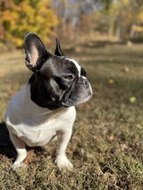 Frenchie Mom review photo