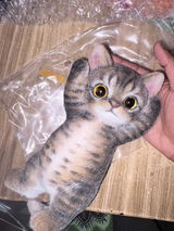 B21:A Soft Yellow-Brown Tabby Kitten