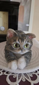B22:A Lying Tabby Cat