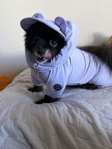 ポメ飼い review photo
