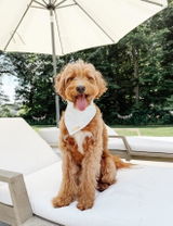 Shell Dive Dog Bandana