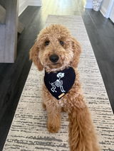 Bona Fido Dog Bandana