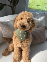 Boo Dog Bandana