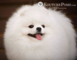 Kouture Pomeranians review photo