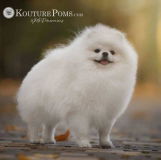 Kouture Pomeranians review photo