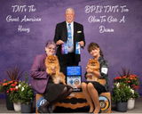 TNT Pomeranians review photo