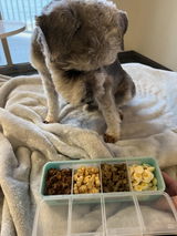 makaitheminischnauzer review photo