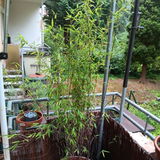 heidemarie hennings review photo